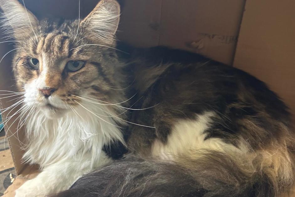 Avviso scomparsa Gatto  Femmina , 5 anni La Louvière Belgio
