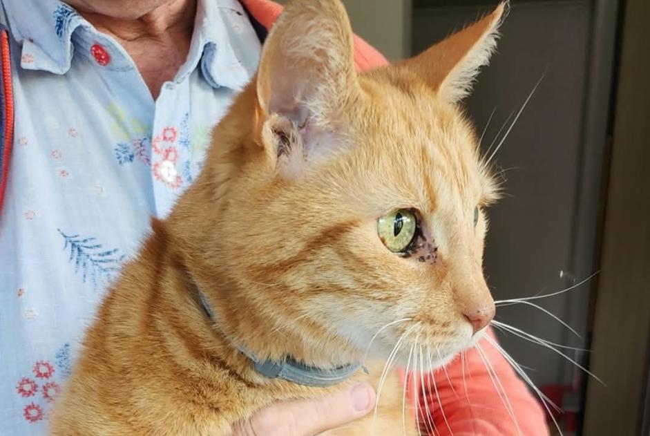 Avviso Ritrovamento Gatto Maschio Sombreffe Belgio