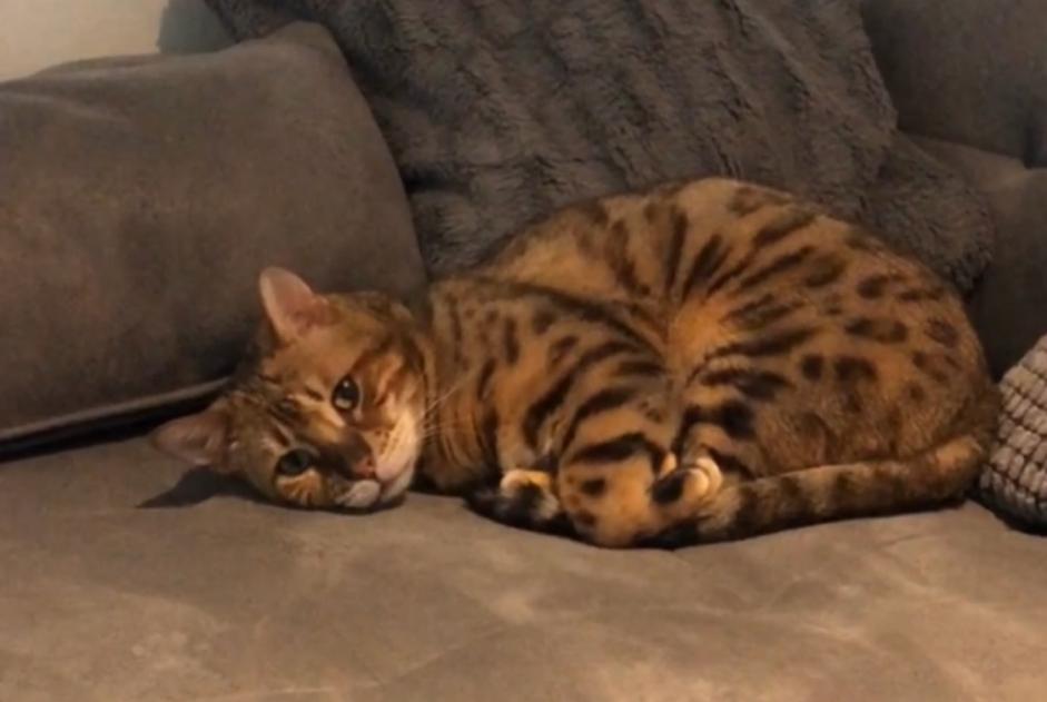 Avviso scomparsa Gatto  Maschio , 4 anni Ans Belgio