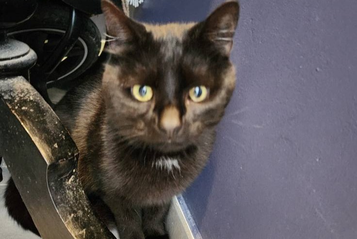 Avviso Ritrovamento Gatto Non conosciuta Charleroi Belgio