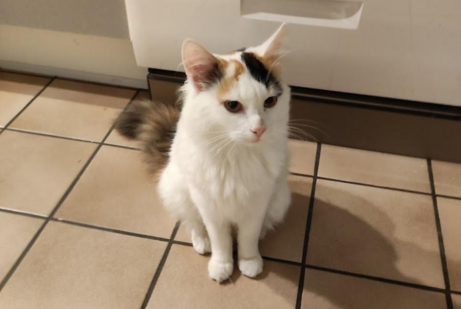 Avviso scomparsa Gatto Femmina , 2 anni Mons Belgio