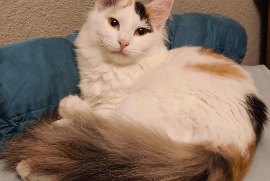Avviso scomparsa Gatto Femmina , 2 anni Mons Belgio