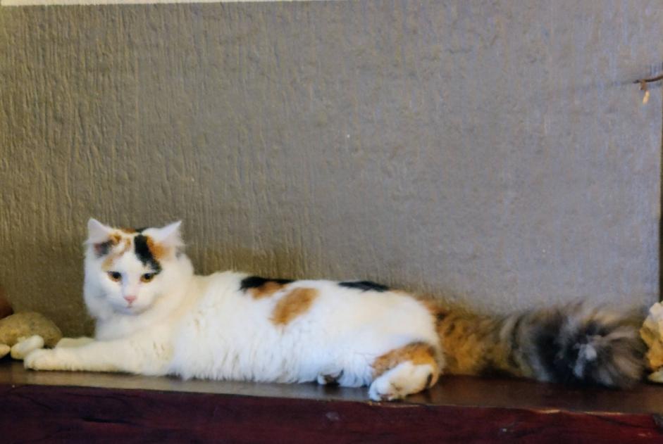 Avviso scomparsa Gatto Femmina , 2 anni Mons Belgio