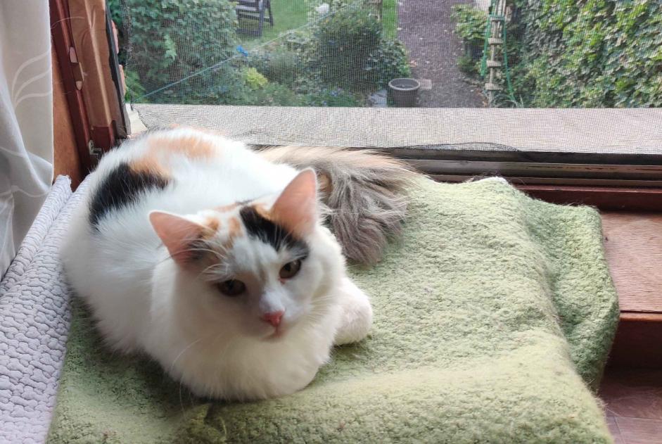 Avviso scomparsa Gatto Femmina , 2 anni Mons Belgio