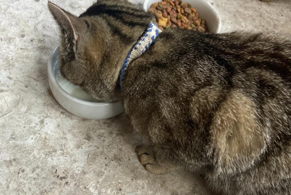 Avviso Ritrovamento Gatto incrocio di razze  Non conosciuta Gent Belgio