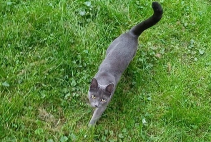 Avviso scomparsa Gatto  Femmina , 4 anni Grez-Doiceau Belgio