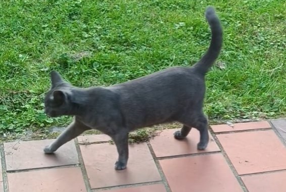 Avviso scomparsa Gatto  Femmina , 4 anni Grez-Doiceau Belgio