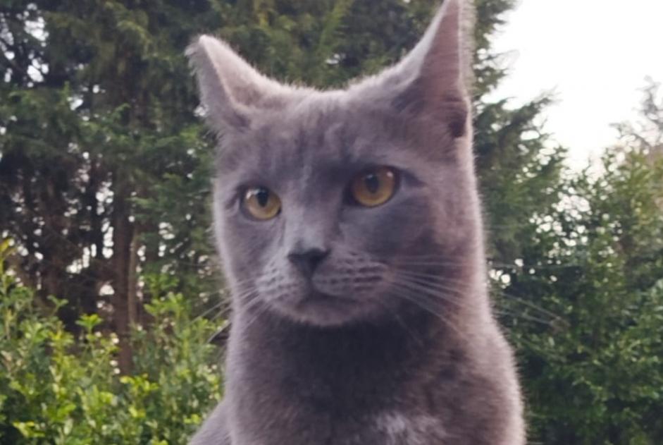 Avviso scomparsa Gatto  Femmina , 4 anni Grez-Doiceau Belgio