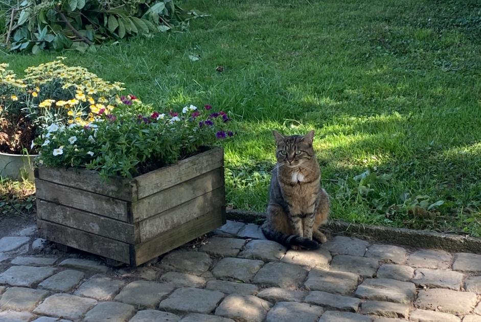Avviso scomparsa Gatto  Femmina , 4 anni Fexhe-le-Haut-Clocher Belgio