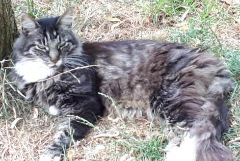 Verdwijningsalarm Kat  Mannetje , 15 jaar La Grange des Champs België
