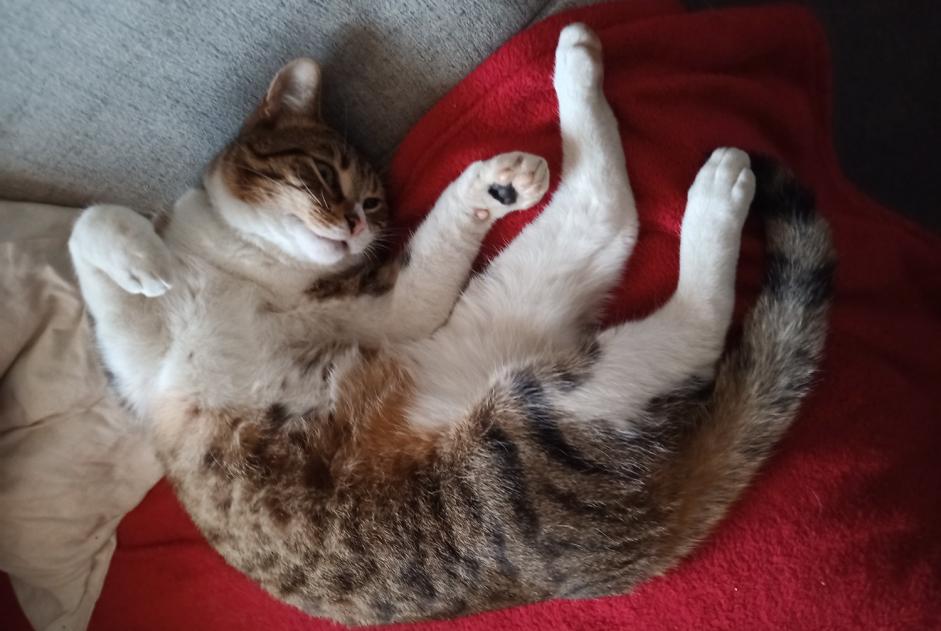 Verdwijningsalarm Kat Mannetje , 3 jaar Doische België