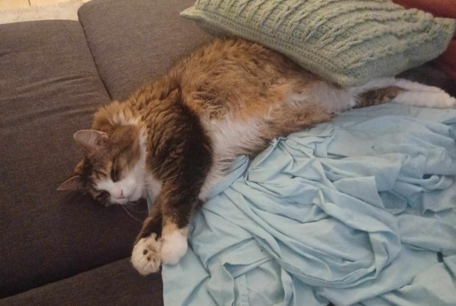 Verdwijningsalarm Kat rassenvermenging  Vrouwtje , 9 jaar Ans België