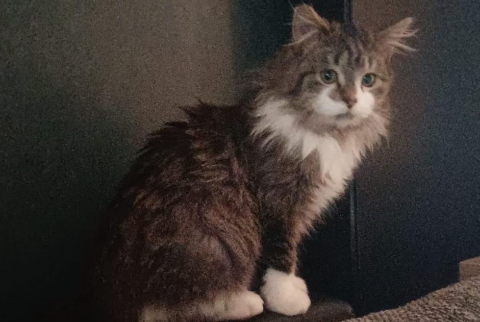 Verdwijningsalarm Kat Vrouwtje , 1 jaar Vilvoorde België