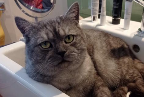 Verdwijningsalarm Kat rassenvermenging  Mannetje , 2 jaar Ferrières België