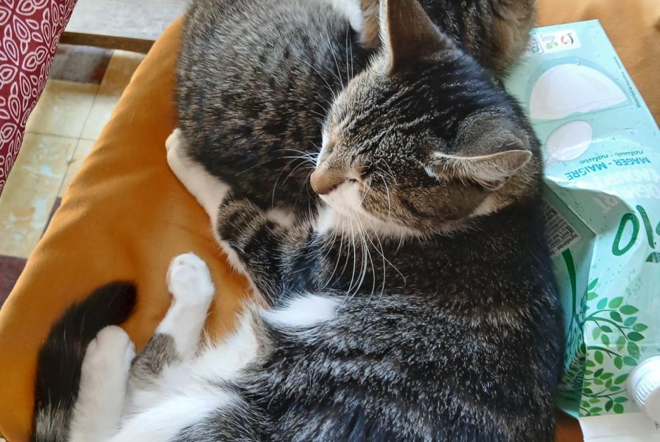 Verdwijningsalarm Kat Vrouwtje , 2 jaar Jodoigne België