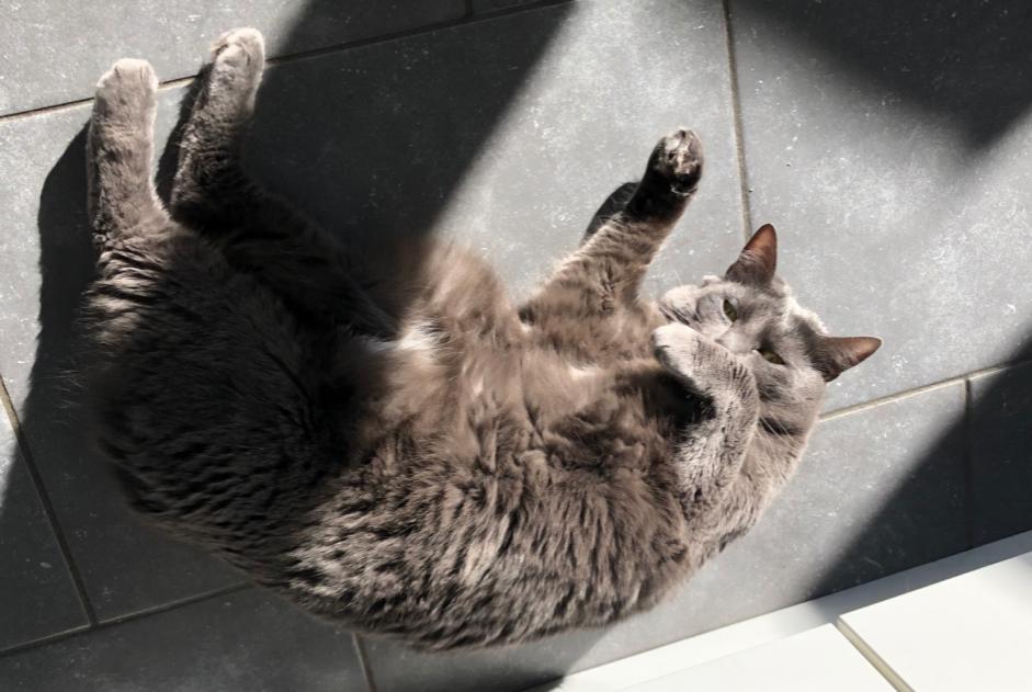 Verdwijningsalarm Kat  Vrouwtje , 5 jaar Auderghem België