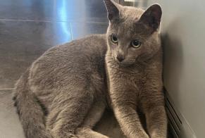 Verdwijningsalarm Kat  Mannetje , 3 jaar 4850 Moresnet België