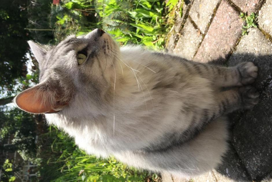 Verdwijningsalarm Kat  Mannetje , 10 jaar Hoeilaart België