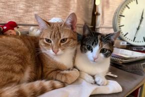 Alerta desaparecimento Gato cruzamento  Macho , 1 anos Namur Belgium