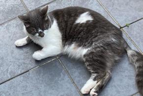 Alerta desaparecimento Gato Fêmea , 3 anos Halle Belgium