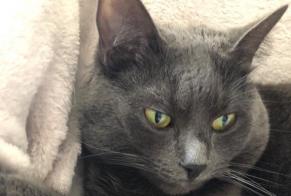 Alerta desaparecimento Gato  Fêmea , 5 anos Auderghem Belgium