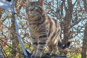 Alerta desaparecimento Gato Fêmea , 2 anos Chaumont-Gistoux Belgium