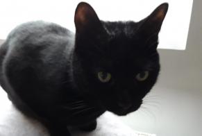 Alerta desaparecimento Gato Macho , 6 anos Woluwe-Saint-Pierre Belgium