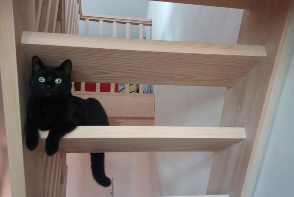 Alerta desaparecimento Gato cruzamento  Macho , 7 anos Charleroi Belgium