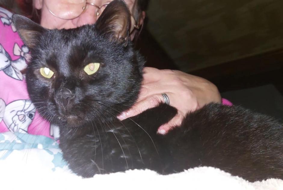 Alerta desaparecimento Gato Macho , 3 anos Sprimont Belgium