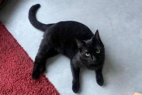 Alerta desaparecimento Gato  Fêmea , 1 anos Rixensart Belgium