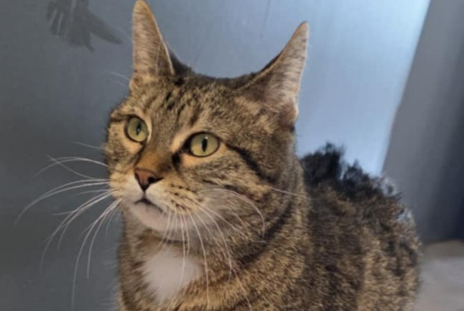 Alerta desaparecimento Gato  Fêmea , 11 anos Tinlot Belgium