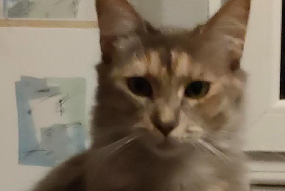 Alerta desaparecimento Gato cruzamento  Fêmea , 4 anos Mons Belgium