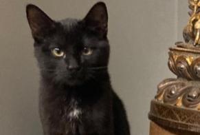 Vermisstmeldung Katze rassenmischung  Männliche , 1 jahre La Grande Béroche Schweiz