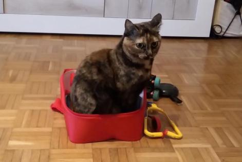 Vermisstmeldung Katze  Weiblich , 3 jahre Neuchâtel Schweiz