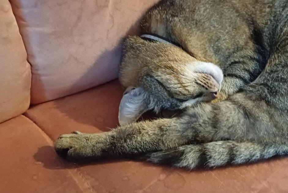 Vermisstmeldung Katze rassenmischung  Männliche , 4 jahre Valbirse Schweiz