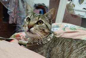Vermisstmeldung Katze Männliche , 1 jahre La Tour-de-Peilz Schweiz