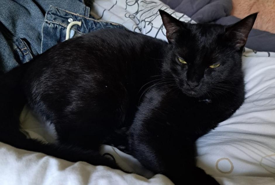 Vermisstmeldung Katze  Männliche , 1 jahre Fribourg Schweiz