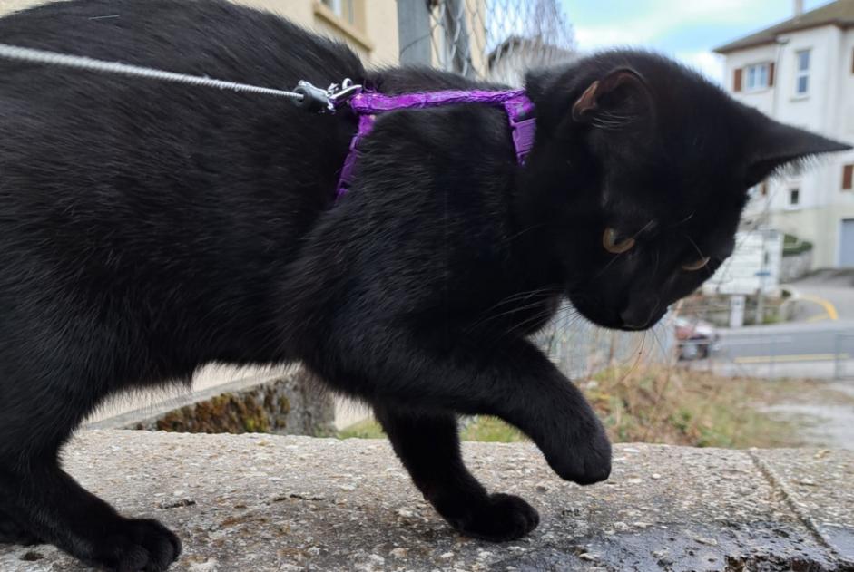 Vermisstmeldung Katze  Männliche , 1 jahre Fribourg Schweiz