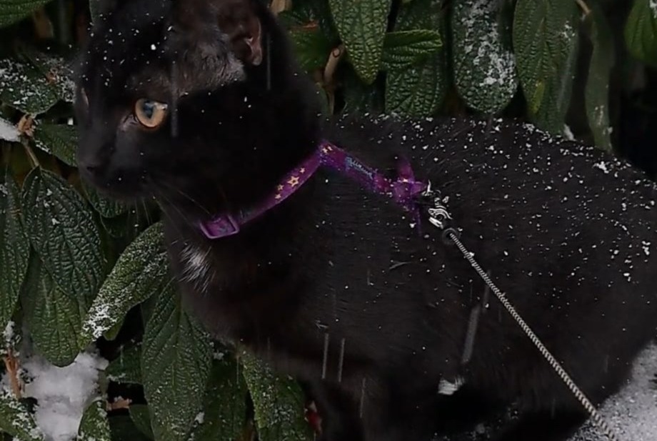 Vermisstmeldung Katze  Männliche , 1 jahre Fribourg Schweiz