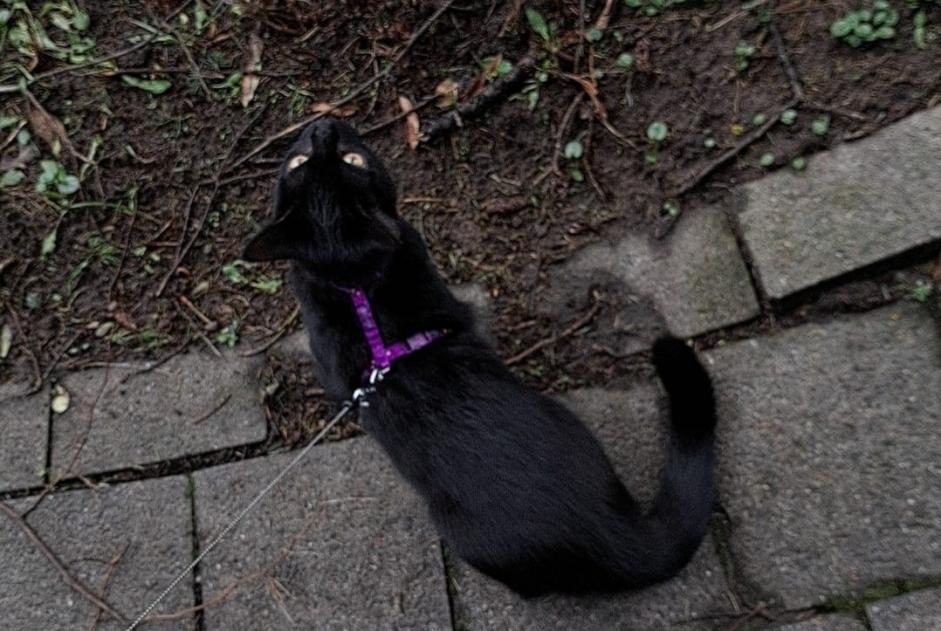 Vermisstmeldung Katze  Männliche , 1 jahre Fribourg Schweiz