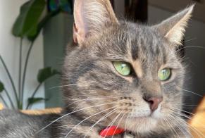 Vermisstmeldung Katze  Weiblich , 2 jahre Grolley-Ponthaux Schweiz