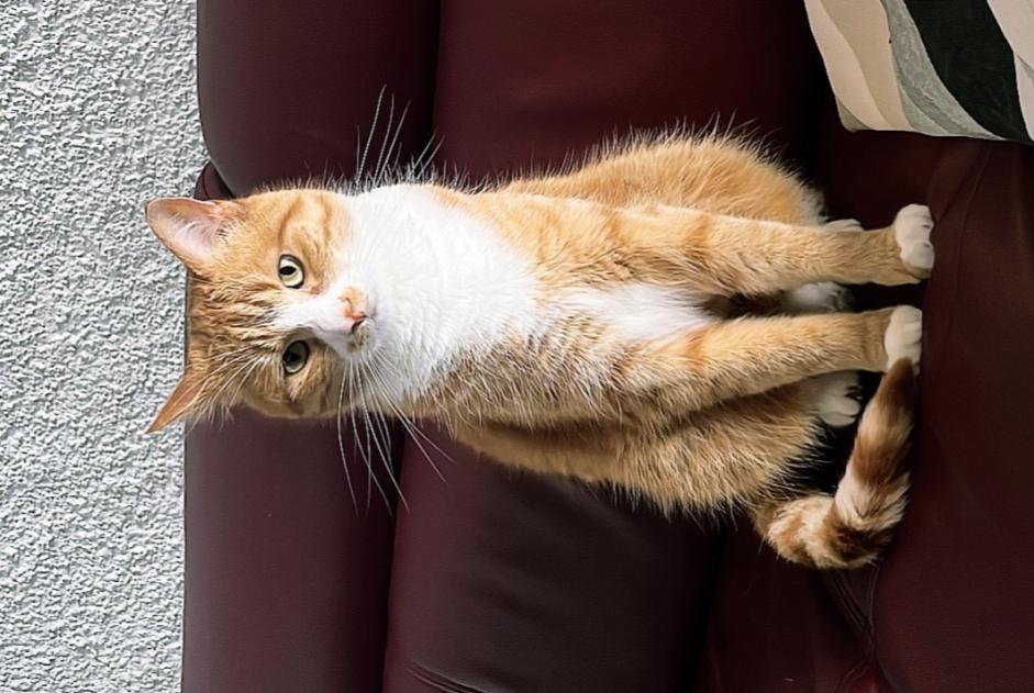 Vermisstmeldung Katze Männliche , 5 jahre Val-de-Ruz Schweiz