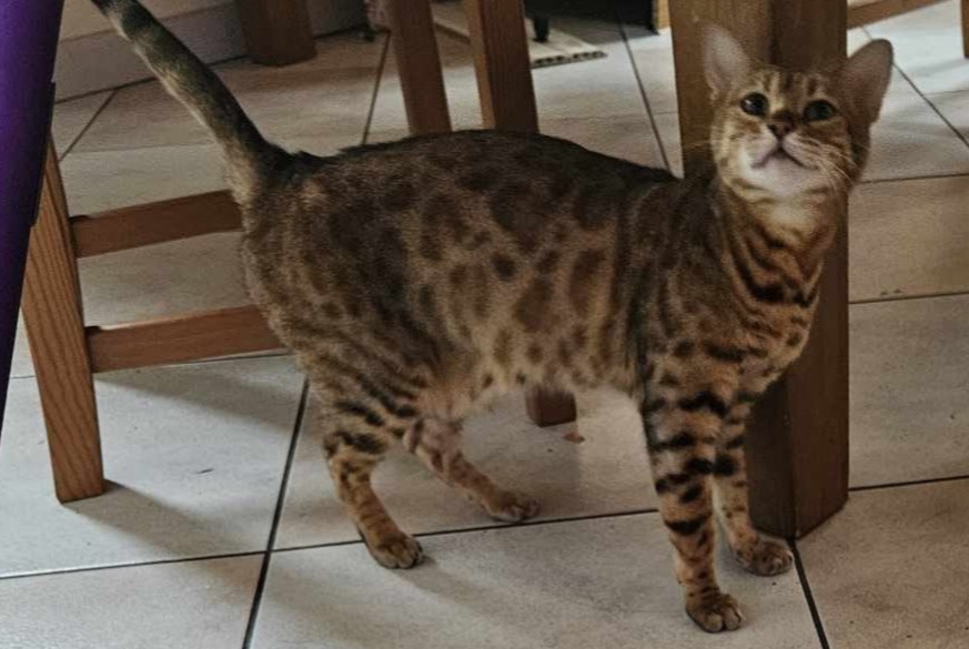 Vermisstmeldung Katze  Weiblich , 2 jahre Goumoëns Schweiz