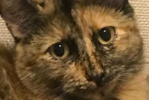 Vermisstmeldung Katze rassenmischung  Weiblich , 6 jahre Lausanne Schweiz