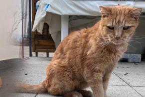 Vermisstmeldung Katze Männliche , 15 jahre Montanaire Schweiz