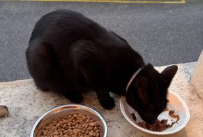 Fundmeldung Katze Unbekannt Tavel Schweiz