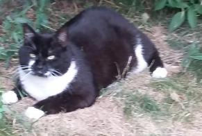 Vermisstmeldung Katze Männliche , 15 jahre Martigny Schweiz