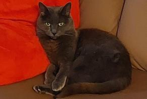 Disappearance alert Cat Female , 16 years La Tour-de-Peilz Switzerland