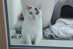 Discovery alert Cat   Female Cortaillod Switzerland