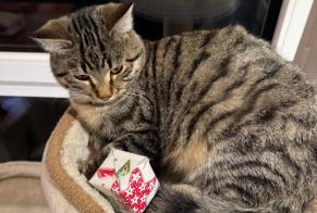 Disappearance alert Cat miscegenation  Male , 1 years Bercher Switzerland